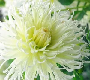 Bulbi de flori de gradina Dahlia Tsuki-Iori-No-Shisha (dalia), 1 radacina / pachet