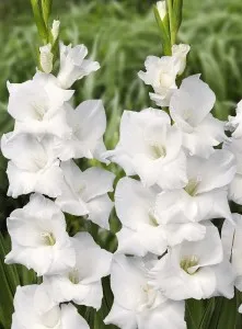 Bulbi de primavara gladiole Gladiolus White Prosperity, gladiole, 25 bulbi / pachet