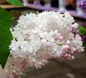Liliac parfumat cu flori duble SYRINGA VULGARIS BEAUTY OF MOSCOW ghiveci 10 l, h=80-100 cm