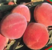 Piersic soiul Red Haven Pomi fructiferi la ghiveci  de 15 litri, pe rod
