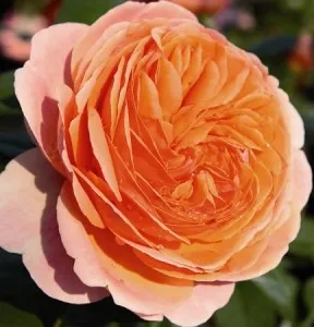 Trandafiri de colectie parfumat Chippendale AKA Duchess of Cornwall, in ghivece de 3 litri