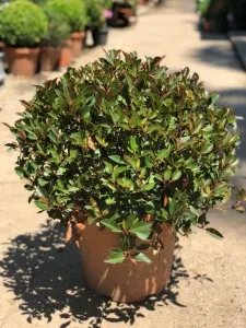 Arbusti evergreen PHOTINIA FRASERII LITTLE RED ROBIN, BILA, diametru 40-50 CM