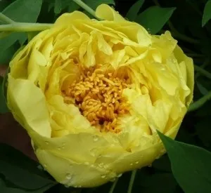 Bujor Paeonia Itoh Yellow Crown, ghiveci 3l