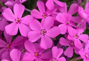 Flori de gradina perene Phlox Subulata Early Spring Light Pink ghiveci diametru 9 cm