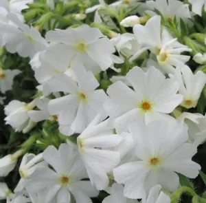 Flori de gradina perene Phlox Subulata Early Spring White ghiveci diametru 9 cm