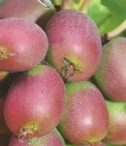 Arbusti fructiferi kiwi soiul Anastasnaya, ghiveci 3l, h=80-100 cm