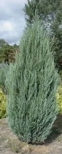 Arbusti rasinosi JUNIPERUS SCOPULORUM BLUE ARROW, clt 15, 125-150cm