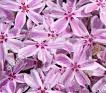 Flori de gradina perene Phlox Subulata Candy Stripes    ghiveci  2l