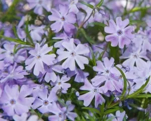 Flori de gradina perene Phlox Subulata Emerald Cushion Blue ghiveci 2l