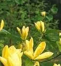 MAGNOLIA Daphne Yellow ghiveci 10 litri, h= 125-150 cm( ramificata)