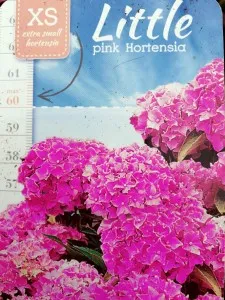 Flori perene Hortensia / HYDRANGEA MACROPHYLLA LITTLE PINK, 20-30 cm, ghiveci 2 litri
