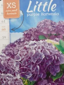 Flori perene Hortensia / HYDRANGEA MACROPHYLLA LITTLE PURPLE, 20-30 cm, ghiveci 2 litri