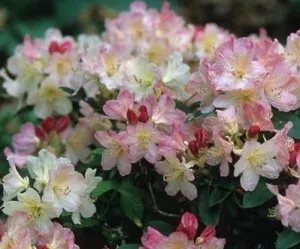 Arbusti cu flori RHODODENDRON PERCY WISEMAN, h=30-40 cm