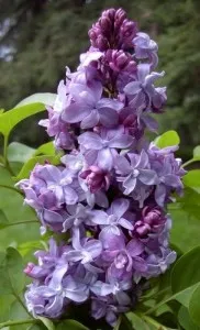 Liliac violet, parfumat cu flori duble SYRINGA VULGARIS Nadezdha 80-100cm