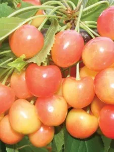 Pomi fructiferi Cires soiul Vega Puieti fructiferi altoiti, ghiveci 7l, an 3-4