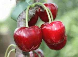 Pomi fructiferi Cires soiul Regina, altoiti, ghiveci 5l, an 3-4