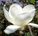 Magnolia soulangeana Alba Superba ghiv 5 l  h=80-100cm