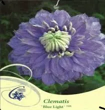 Plante agatatoare Clematis Blue Light 2 litri, h=60-80 cm