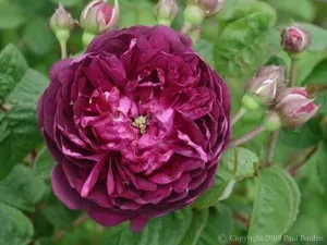 Trandafiri englezesti de gradina in ghiveci soiul CARDINAL DE RICHELIEU cu licenta David Austin