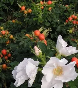Rosa rugosa Alba - trandafiri arbustivi maces