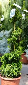 Arbusti forme tunse SPIRALA / BUXUS MICROPHYLA FAULKNER ghiveci 7  litri, H=100CM