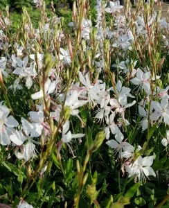 Flori de gradina perene Gaura lindheimeri Gesy WHITE ghiv de 15 cm