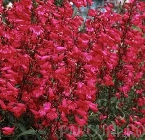 Flori de gradina perene PENSTEMON / Penstemon hybrid 'R.H. Red