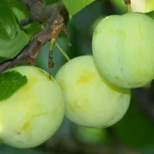 Pomi fructiferi Pruni soiul Renclod Ulena altoiti, in ghiveci de 7l, an 3-4