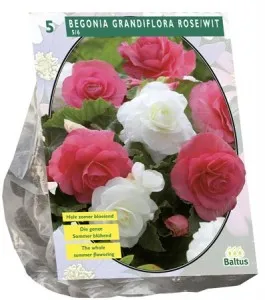 Bulbi flori primavara Begonia Dubbel Duo, Roze/Wit, 5 bulbi/pachet