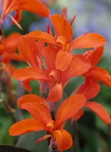 Bulbi plante perene, Canna Verdi, 1 rizom / pachet, flori rosu portocaliu