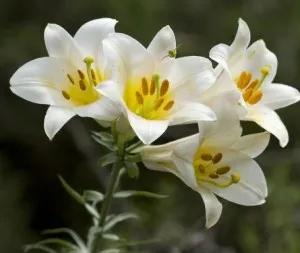 Bulbi flori primavara Lilium Regale,1 bulb/pachet