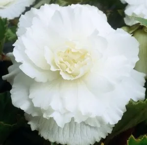 Bulbi flori primavara Begonia Dubbel White, 2 bulbi/pachet