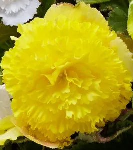 Bulbi flori primavara Begonia Fimbriata Yellow, 2 bulbi/pachet