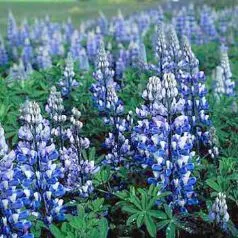 Flori de gradina perene Lupinus Blue (lupin), 1 buc/pachet