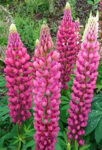 Flori de gradina perene Lupinus Pink (lupin), 1 buc/pachet. Poza 15125