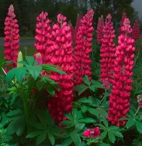 Flori de gradina perene Lupinus Red (lupin), 1 buc/pachet