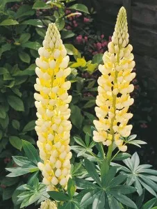 Flori de gradina perene Lupinus Yellow (lupin), 1 buc/pachet