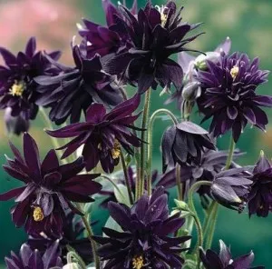 Flori de gradina perene Aquilegia Barlow Black ghiveci de 15 cm diametru