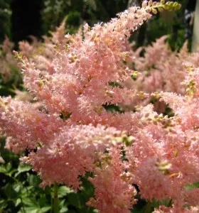Flori de gradina perene Astilbe x ardensii Peach Blossom, culoare roz la ghiveci de 3l