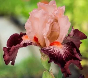 Flori perene Iris Cimmaron Strip, ghiveci 2l