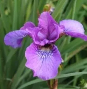 Flori perene Iris sibirica Temper Tantrum, ghiveci 2l