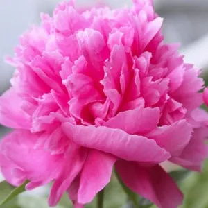 Flori perene Bujor Paeonia lactiflora Edulis Superba ghiveci 3 litri