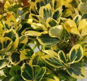 Arbust frunze persistente EUONYMUS JAPONICUS AUREUS, C3 h=30-40 cm