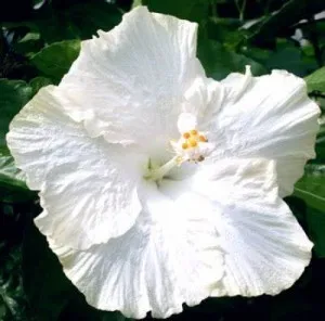 Flori perene Hibiscus moscheutos Extreme Pure White 3 litri h=30-40cm