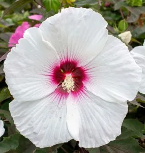 Flori perene Hibiscus moscheutos Extreme White Eye3 litri h=30-40cm