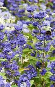 Arbusti foiosi CARYOPTERIS x CLANDONENSIS  Kew Blue ghiveci 3 litri, h=40-60 cm