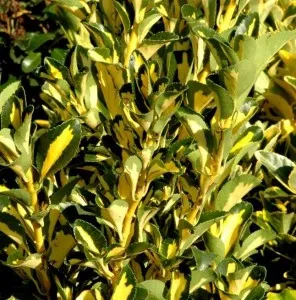 Arbust frunze persistente EUONYMUS JAPONICUS GOLDEN QUEEN, h=20-30 cm, ghiveci 3 litri