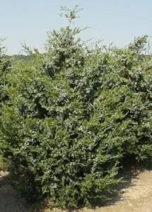 Arbusti rasinosi JUNIPERUS COMMUNIS SENTINEL ghiveci 3 litri, 20-30 cm
