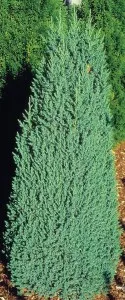 Arbusti rasinosi JUNIPERUS CHINENSIS STRICTA ghiveci 3 litri , 20-30 cm