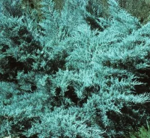 Arbusti rasinosi JUNIPERUS X PFITZERIANA GLAUCA CLT 3, 20-30 cm